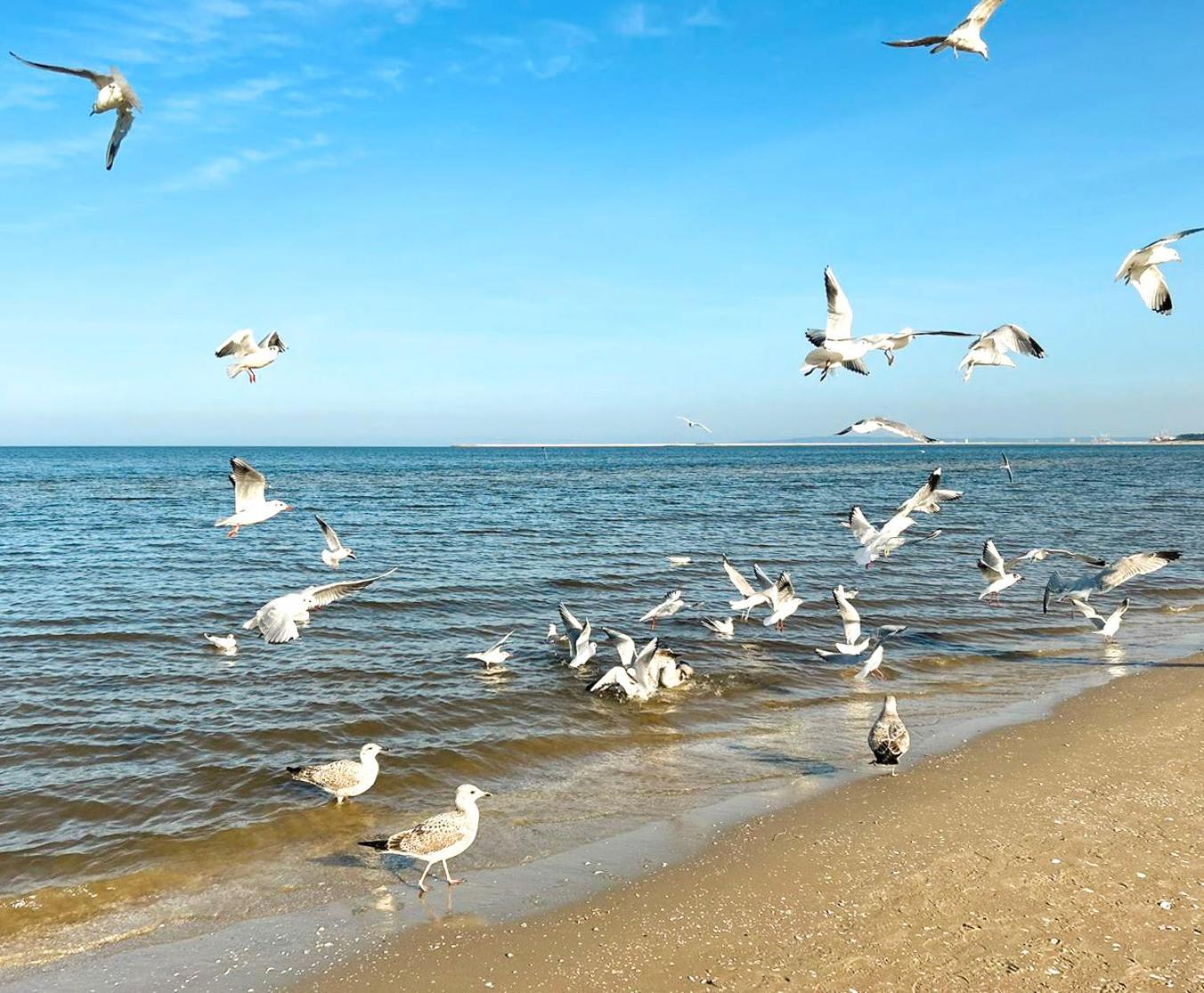 Visit Baltic - Rezydencja Sienkiewicza Rs1.07 ชวีโนวิชแจ ภายนอก รูปภาพ